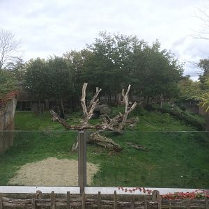 Gorilla enclosure