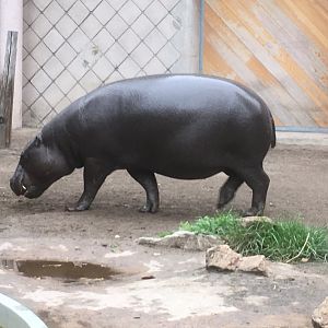 Pygmy hippo
