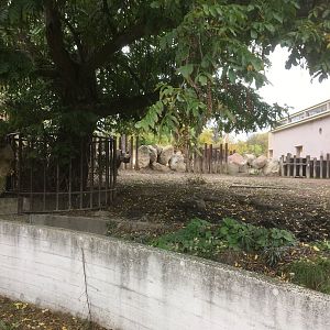 Black rhino enclosure