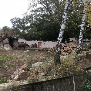 Black rhino enclosure