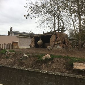 Black rhino enclosure