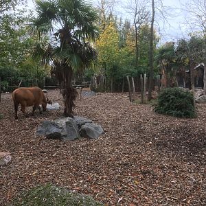 Congo buffalo enclosure