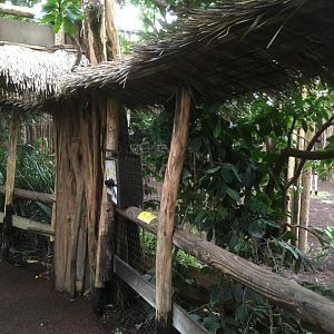 Inside the okapi jungle