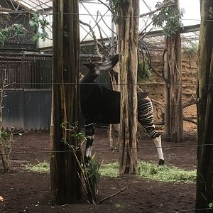 Okapi