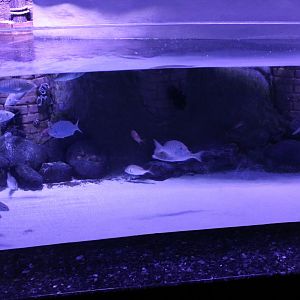 Demre harbour aquarium