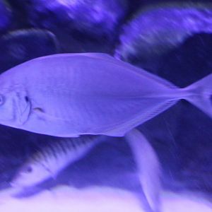 Fish ID ( at the Demre harbour aquarium )