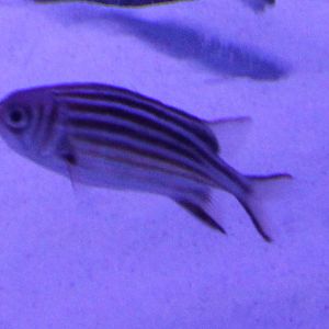 Fish ID ( at the Demre harbour aquarium )