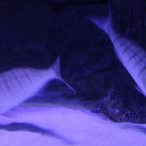 Lithognathus mormyrus