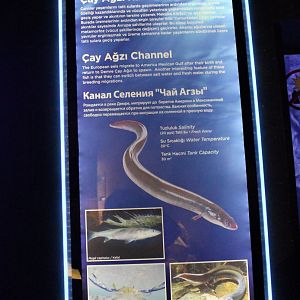 Cay Agzi Channel-aquarium sign