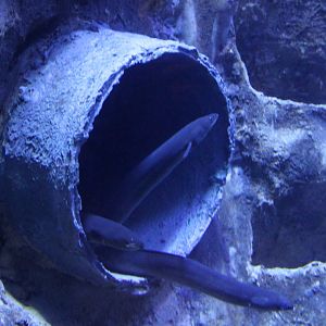 European eels