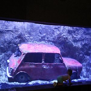 Cay Agzi Channel-aquarium