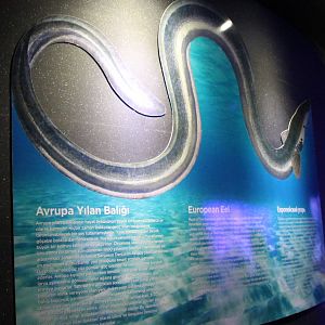 Info-sign European eel