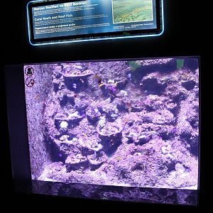 Coralreef-aquarium