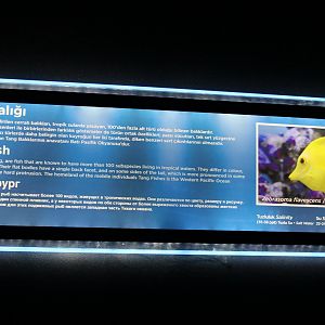 Sign Surgeonfish-tank