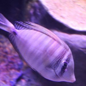 Sailfin tang
