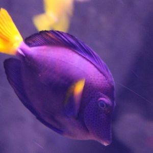 Yellow-tailed tang