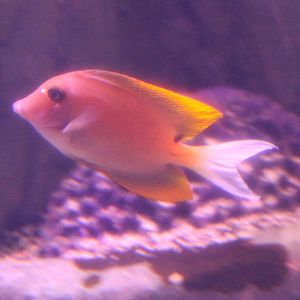 Orange-tipped bristletooth