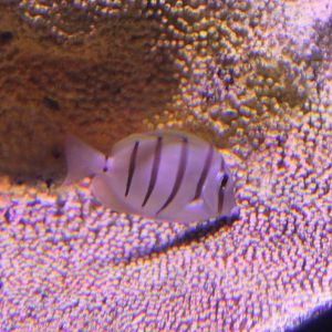 Convict surgeonfish