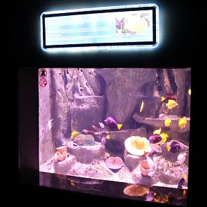 Surgeonfish-tank