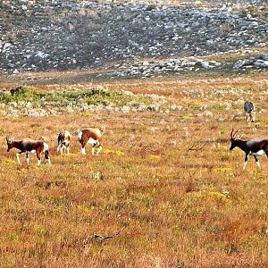 Bontebok and Cape Mountain Zebra Stallion