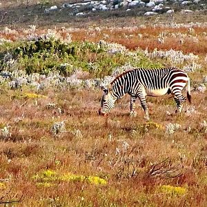 Cape Mountain Zebra Stallion