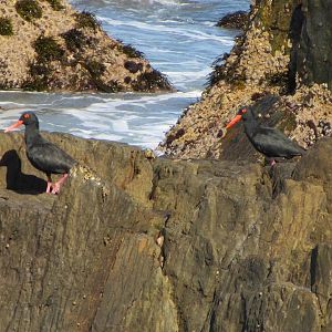 African Black Oystercatchers
