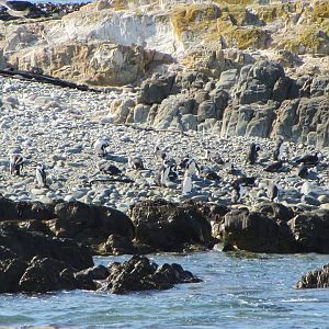 African Penguin Colony