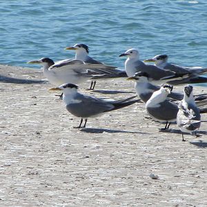 Swift Terns and Hartlaub's Gull