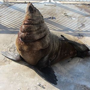 Cape Fur Seal