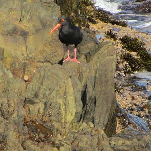 African Black Osytercatcher