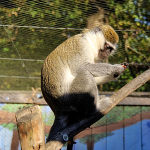 grivet (Chlorocebus aethiops)