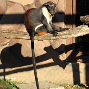 Diana monkey (Cercopithecus diana)