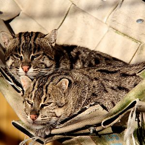 fishing cat (Prionailurus viverrinus)