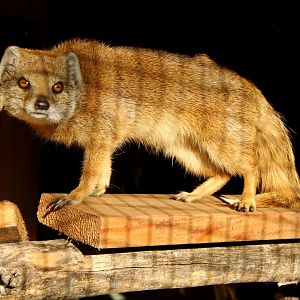 yellow mongoose (Cynictis penicillata)