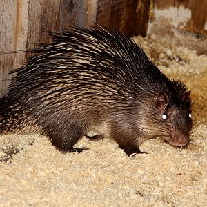 African brush-tailed porcupine (Atherurus africanus)