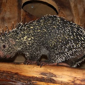 Brazilian porcupine (Coendou prehensilis)