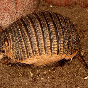 screaming hairy armadillo (Chaetophractus vellerosus)