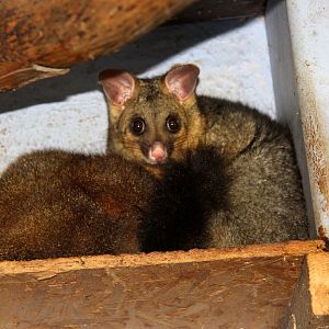 common brushtail possum (Trichosurus vulpecula)