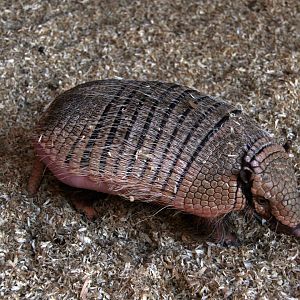six-banded armadillo (Euphractus sexcinctus)