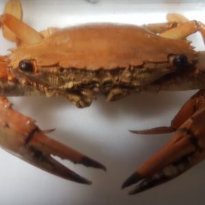 Crab ID