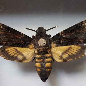 Death's head hawk moth