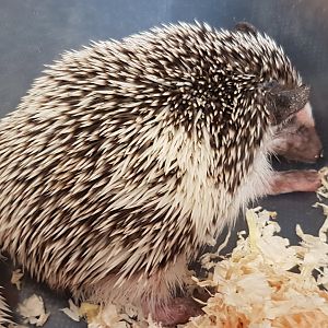 African pygmy hedgehog