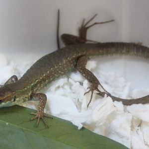 Podarcis siculus klemmeri