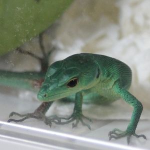 Gastropholis prasina