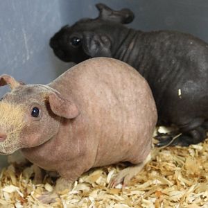 Naked guineapigs