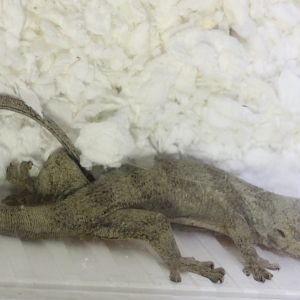 Blaesodactylus boivini