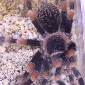Brachypelma hamorii