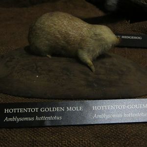 Hottentot Golden Mole Mount