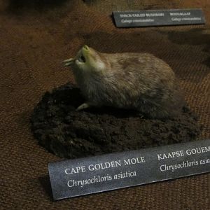 Cape Golden Mole Mount