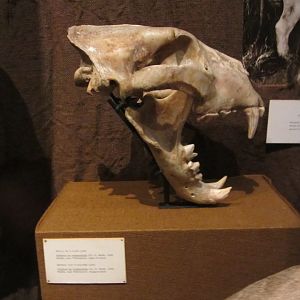 Cape Lion Skull